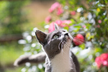 Porträt einer jungen Katze im blühenden Garten