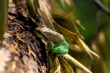 European tree frog (Hyla arborea) perched on a tree branch, surrounded by foliage