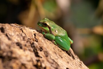 European tree frog (Hyla arborea) perched on a rock, surrounded by foliage
