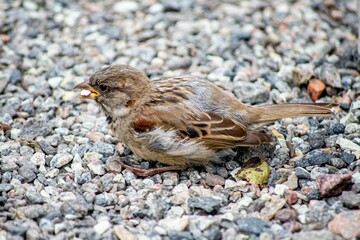 House sparrow (Passer domesticus) perched on the ground amongst a collection of pebbles and gravel