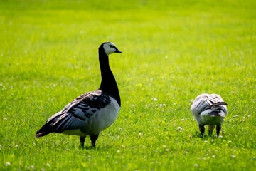 Close-up of barnacle geese (Branta leucopsis) standing in a lush grassy area