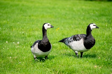 Close-up of barnacle geese (Branta leucopsis) standing in a lush grassy area