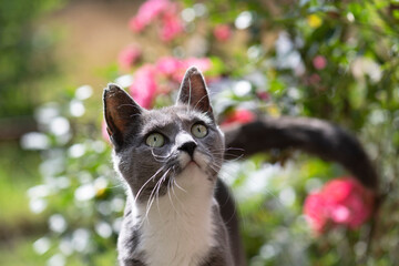 Porträt einer jungen Katze im blühenden Garten