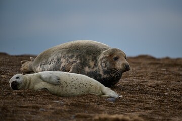 Close-up shot of a seal and its pup snuggling together in the grass on a hillside.