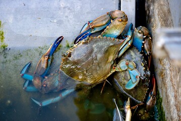 Close-up of a blue crab (Callinectes sapidus) in its natural habitat © Wirestock
