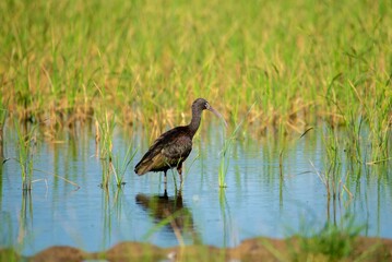 Glossy ibis (Plegadis falcinellus) perched atop a vibrant patch of grass in a lake