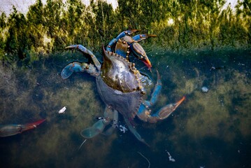 Close-up of a blue crab (Callinectes sapidus) in its natural habitat © Wirestock