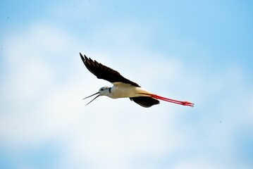 Stunning black-winged stilt (Himantopus himantopus) flying gracefully through the open sky
