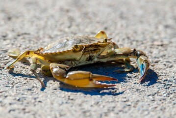 Close-up of a blue crab (Callinectes sapidus) walking along a sandy beach
