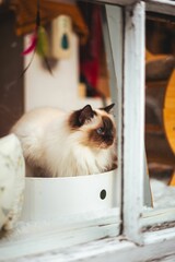 Adorable furry cat basking in the sunshine on a windowsill.