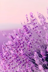 Scenic view of a vibrant french lavender field illuminated by the warm hues of the setting sun