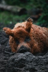 Mangalica pig lying contentedly on the ground in front of a lush forest backdrop