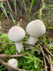 Closeup of a mushroom on a mossy ground of a forest