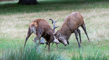 Peaceful scene of two deer grazing in a lush meadow surrounded by trees in a forest