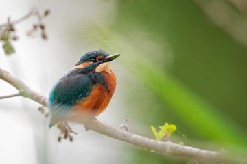 Small Kingfisher bird perched on a tree branch