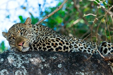 Majestic leopard lies perched atop a rocky outcropping