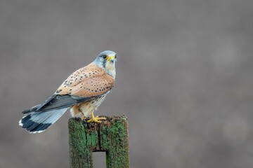 Majestic Common kestrel perched atop a wooden post