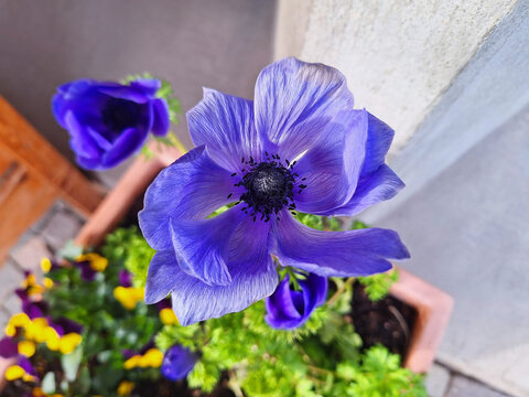 Blue anemone coronaria or ranunculus asiaticus flower blooms in a pot on a city street.