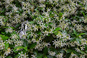 Fragrant Arabian jasmine .Trachelospermum jasminoides