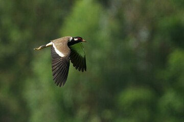 Red-wattled lapwing soaring through the sky, its wingspan silhouetted against the lush green forest
