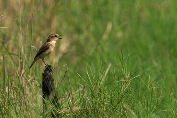 StoneChat bird perched atop a wooden log in a grassy field, looking off into the distance
