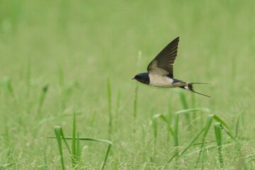 Image of a swallow soaring through a sunny sky, its wings adorned with smaller birds in flight
