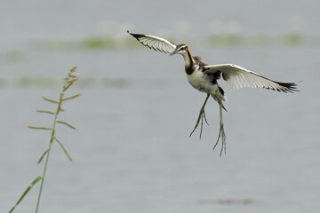 Pheasant-tailed jacana soaring majestically above a tranquil body of water