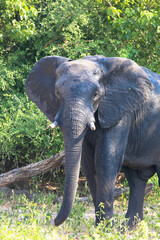 Naklejka premium A single elephant walks in the savanna looking for food surrounded by green vegetation during the rainy season. Chobe National Park, Botswana, Africa