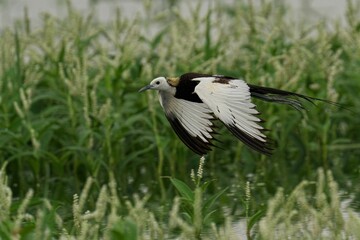 Pheasant-tailed jacana with extended wingspan soaring majestically over lush green grass in a meadow