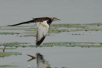 Pheasant-tailed jacana soaring through an aquatic environment featuring lily pads