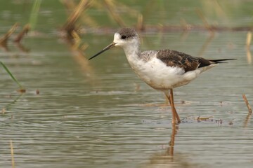 Black-winged stilt with a long-legged stance wading through a shallow pond
