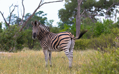 Zebra on grassland in the African national park in Botswana. Grevy's zebra stands in the grass in its natural habitat. Okavango Delta, Botswana, Africa.