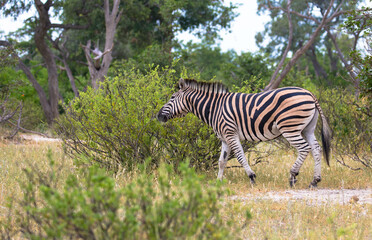 Zebra on grassland in the African national park in Botswana. Grevy's zebra stands in the grass in...