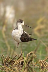 Black-winged stilt perched atop a patch of dry grass and shallow pool of water