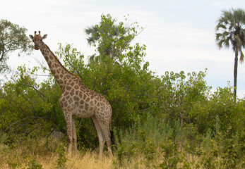 Beautiful adult giraffe between trees in the savanna. Green vegetation due to rainy season. Nature reserve in Botswana. Safari and game drive. Moremi National Park, Africa.