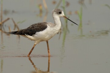 Black-winged atilt wading in a body of water, its feathered legs submerged beneath the surface