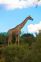 Beautiful adult giraffe between trees in the savanna. Green vegetation due to rainy season. Nature reserve in Botswana. Safari and game drive. Moremi National Park, Africa.