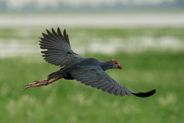 Grey-headed swamphen soaring gracefully across a verdant grassland, another bird in its wake