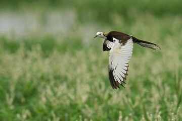 Pheasant-tailed jacana soaring in the sky above a vast grassy field below