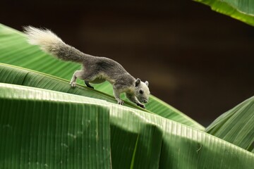 Finlayson's squirrel perched atop a lush banana tree leaf