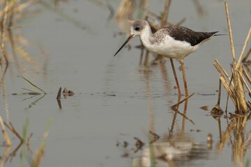 Black-winged stilt standing in a shallow body of water, surrounded by a backdrop of reeds