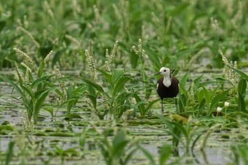 Pheasant-tailed jacana perched on a bush in a natural setting with its beak open