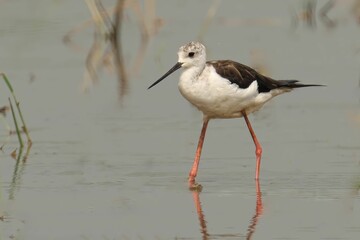 Black-winged stilt stands in a shallow body of water, its long legs and beak extending outwards