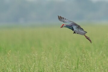 Grey-headed swamphen captured in mid-air with a small insect in its beak