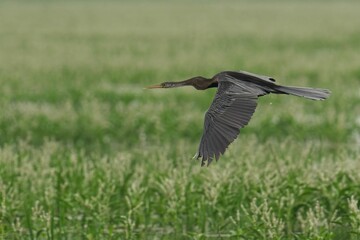Oriental darter soaring gracefully above a lush, green field of grass