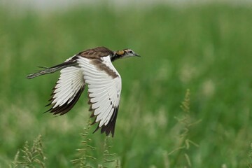 Pheasant-tailed jacana gliding gracefully against a vivid backdrop of tall, swaying grass