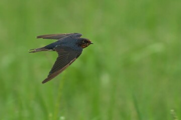 Swallow in flight against a backdrop of lush green grass