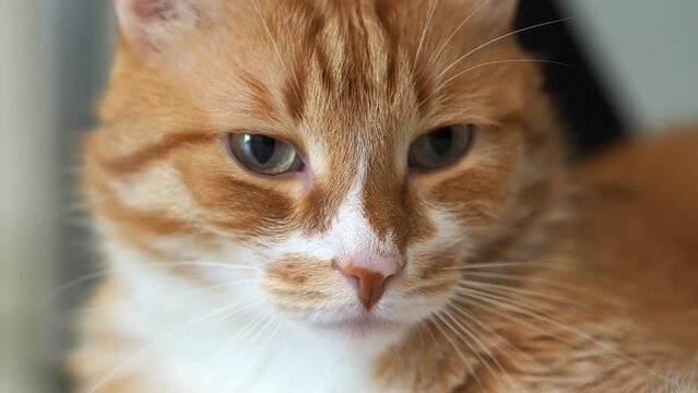 A red cat, a beautiful, fluffy and big cat, is looking at the camera in a close-up portrait. This image shows the love for animals and the humanization of pets in a cozy house with a beloved pet.
