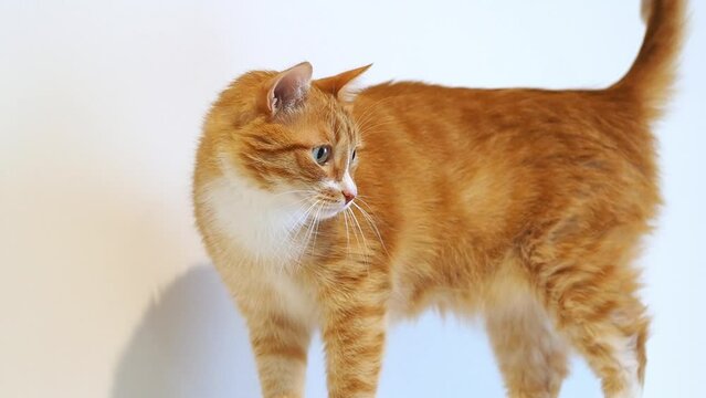 A red cat. A beautiful, fluffy, big cat. Love for animals. Humanization of pets. Home comfort with a pet. Fluffy happiness. Family companion.