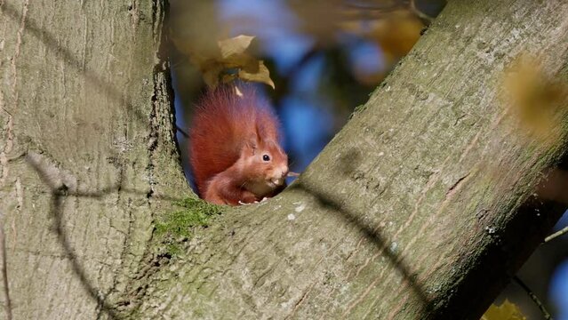 Slow motion footage of an Eurasian red squirrel jumping on tree trunk holding nut in its mouth